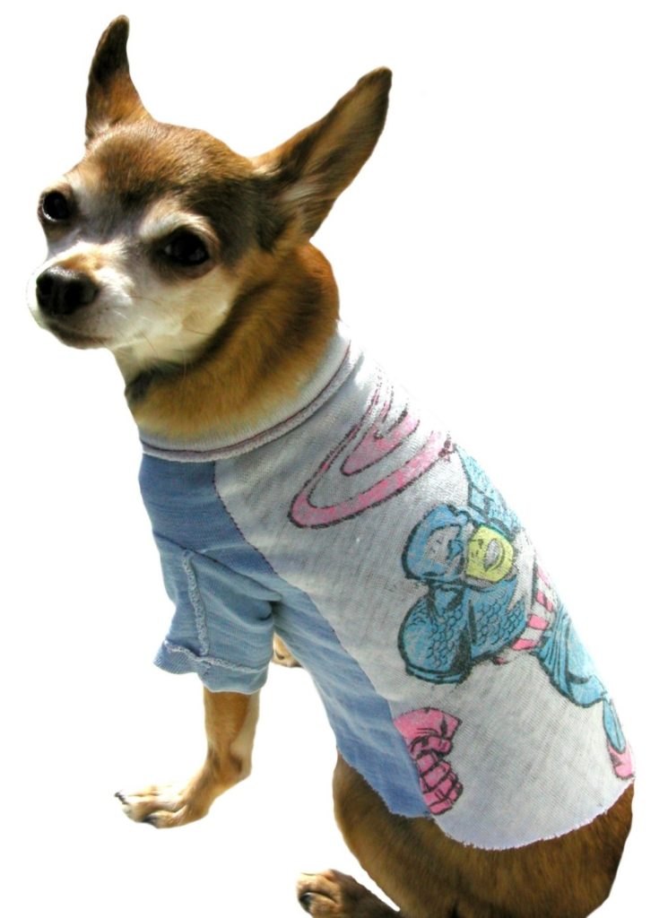 photo shows a chihuahua dog with a sweater on