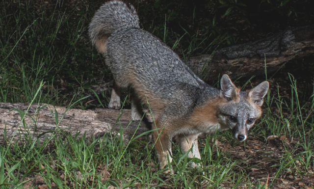 A gray fox in the San Gabriel Foothills, captured by Arroyos & Foothills Conservancy.