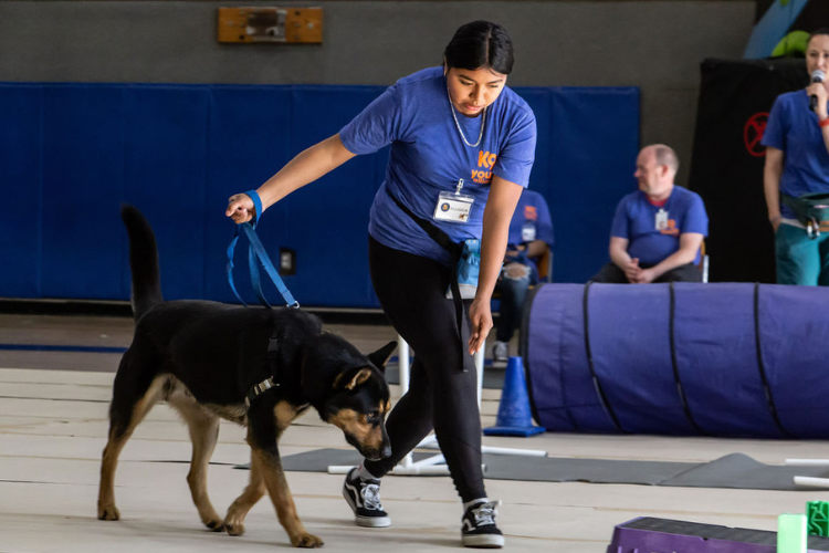 A girl about 12 years old wearing a blue and orange K9 Youth Alliance tshirt guides a German Shepherd dog using a hand command. 