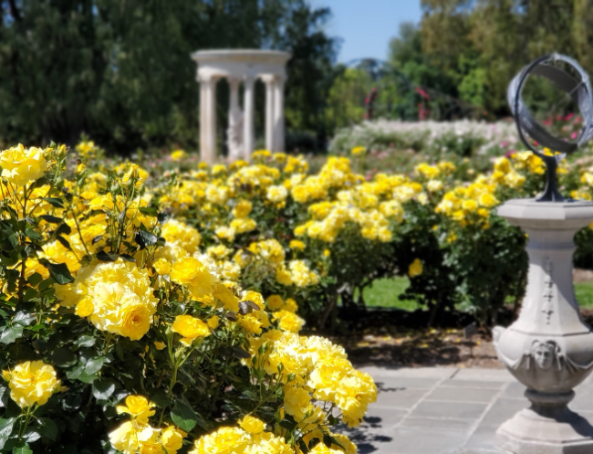 Bright yellow roses cover a formal garden with a portico and urn