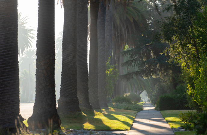 A street scene showing several palm tree trunks in a row on the left, a sidewalk and foliage on the right