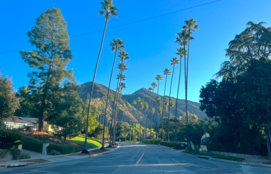 Road leading to mountain ranges with tall palm trees on either side of road