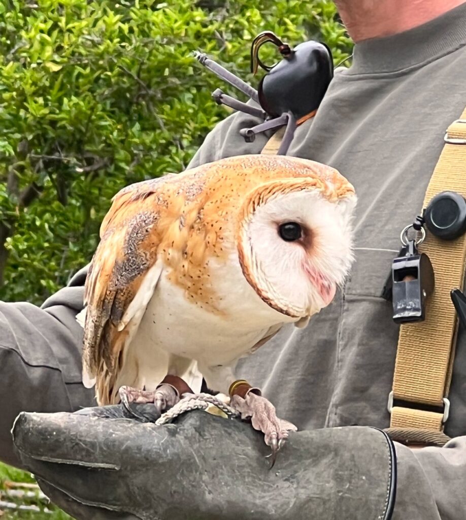 Owl perched on hand
