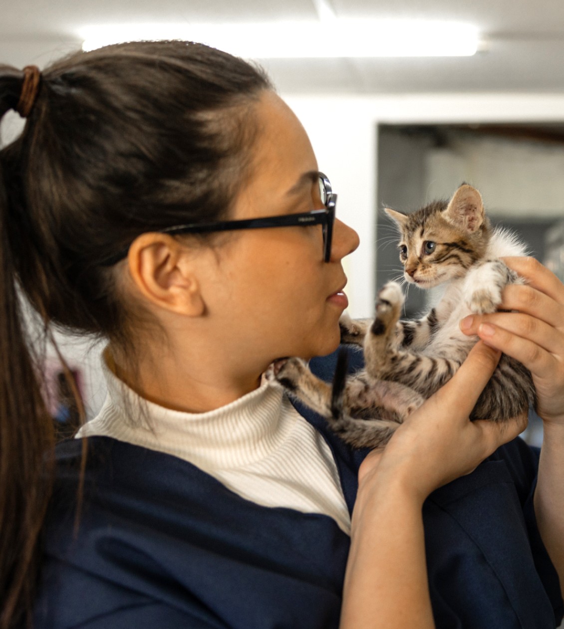 Vet looking at a kitten