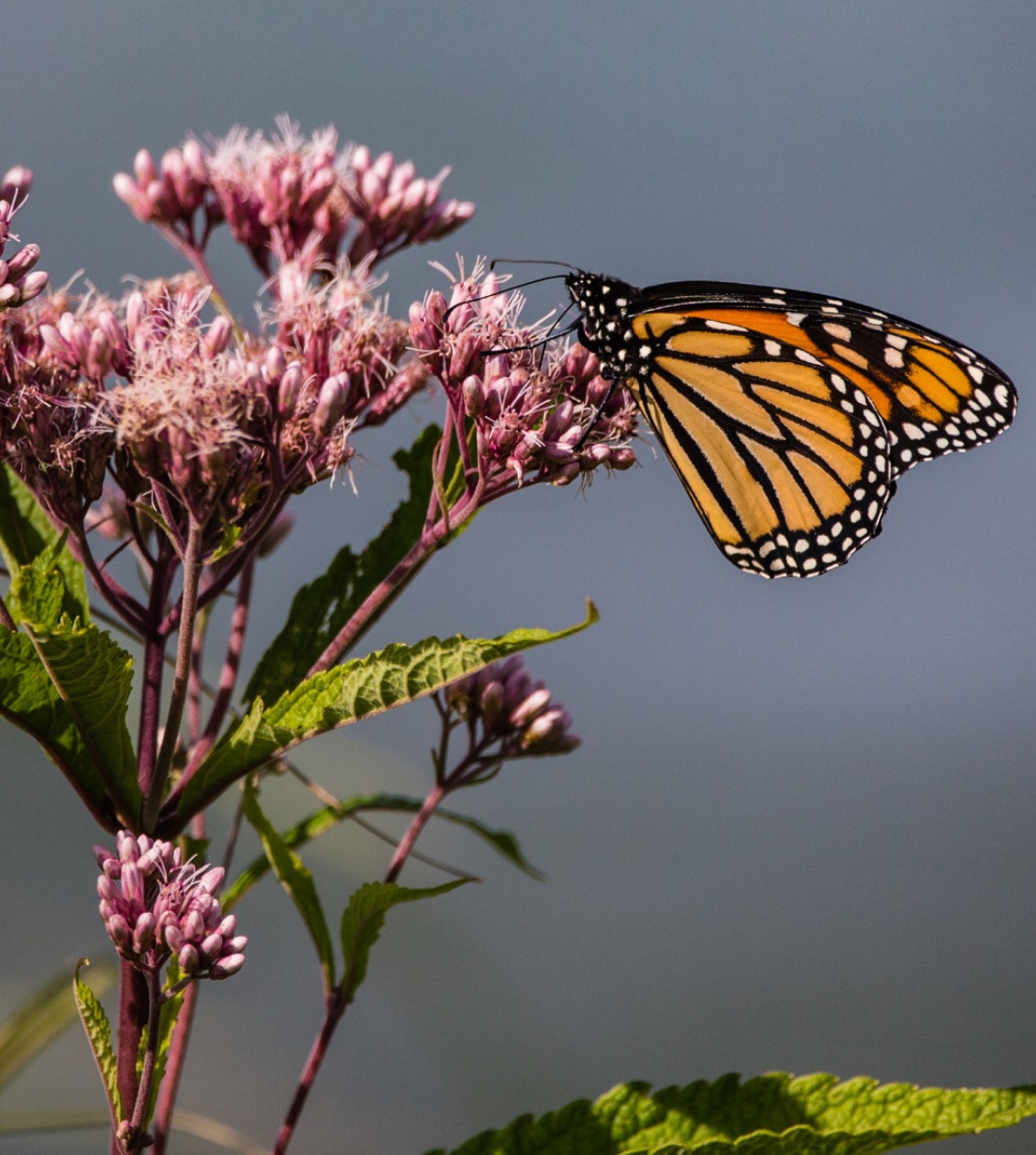 Close up photo of a butterfly on a flower