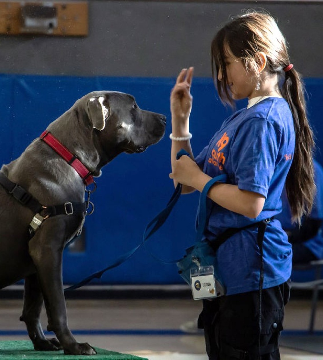 Young girl training a pitbull