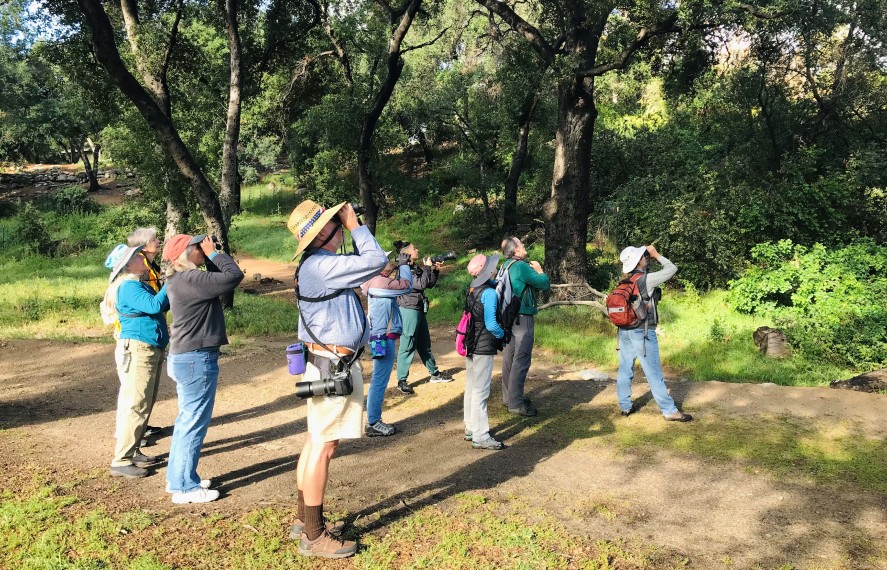 People with binoculars looking up at the trees