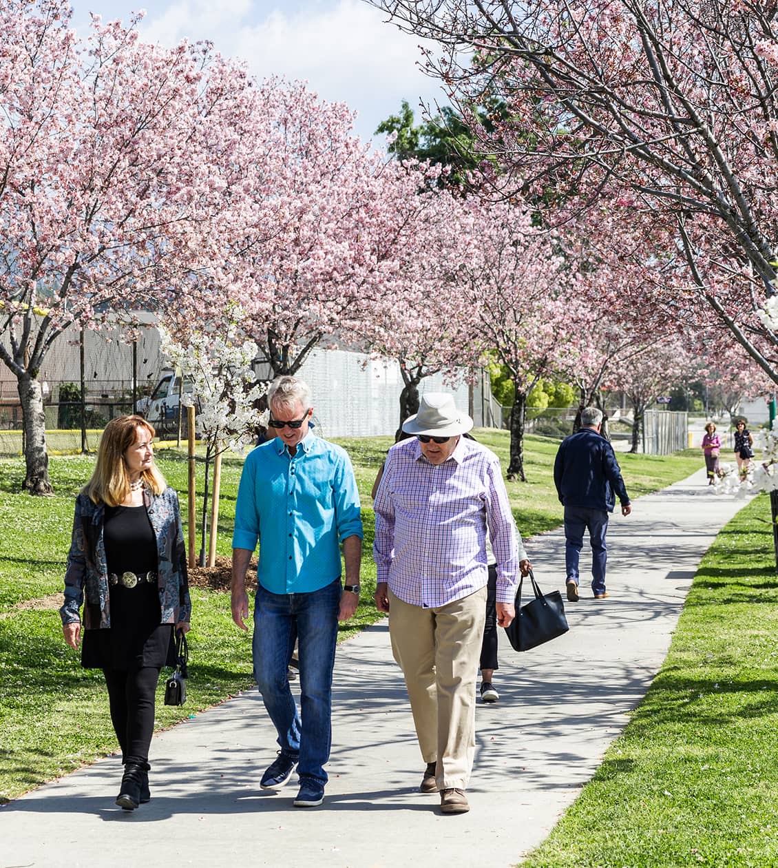 People walking on a side walk where lines of trees with pink flowers on either side