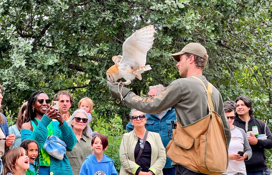 image of owl trainer performing in front of a crowd