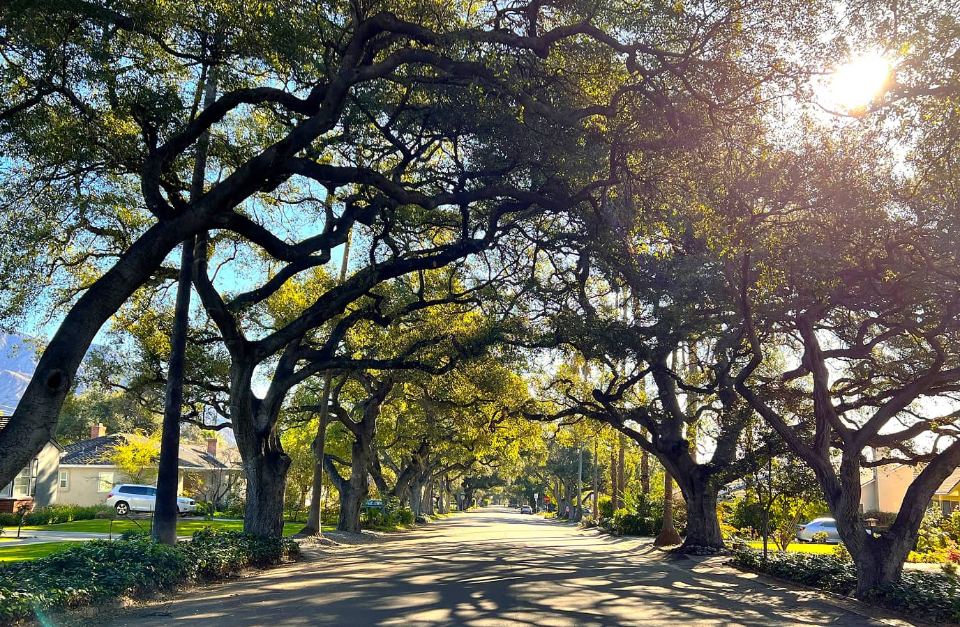 Pathway with trees on either side