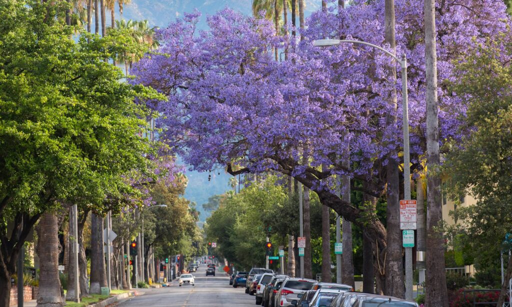 Purlpe flowered tree hanging over street
