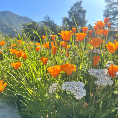 California poppies foreground a mount scene