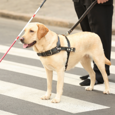 seeing eye dog